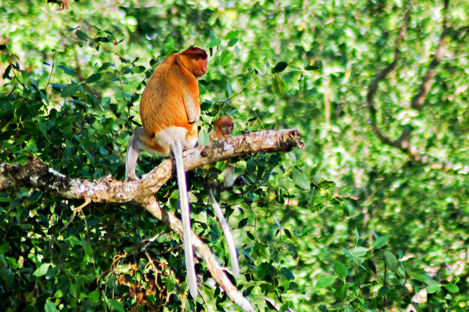 Hari Primata Nasional: Mengenal Jenis Primata Indonesia, Ciri Fisik, dan Pola Hidupnya